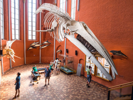 Ozeaneum Stralsund © Erik Hart, Tourismuszentrale der Hansestadt Stralsund