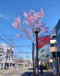 ようやく桜が咲き始めました