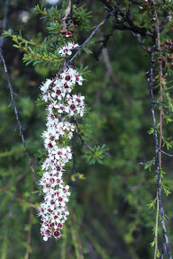 Fleurs de Kanuka