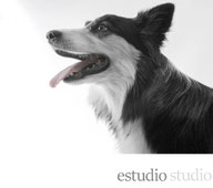 sesión estudio studio perros gatos fotografía fotógrafo de perros fotógrafo de mascotas