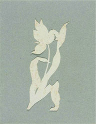 Tulpe