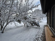 雪で枝が傾くビワの木