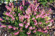 Husmann Heide-Jungpflanzen Erica Carnea Rosalie