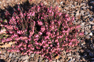 Husmann Heide-Jungpflanzen Erica Carnea Challenger