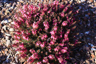 Husmann Heide-Jungpflanzen Erica Carnea Tanja