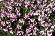 Husmann Heide-Jungpflanzen Erica Carnea Pink Spangles