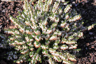 Husmann Heide-Jungpflanzen Erica Carnea Isabell