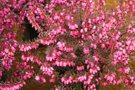 Husmann Heide-Jungpflanzen Erica X Darleyensis Pink Harmony