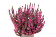 Husmann Heide-Jungpflanzen Garden Girls Late Line Lioba