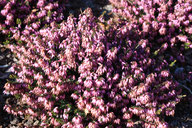 Husmann Heide-Jungpflanzen Erica Carnea March Seedling