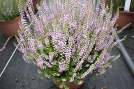 Husmann Heide-Jungpflanzen Calluna Spring Torch