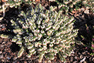 Husmann Heide-Jungpflanzen Erica Carnea Schneekuppe