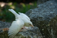 Albino-Spatz! Bilder mit Seltenheitswert