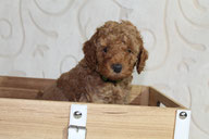 Bobby, 6. Woche