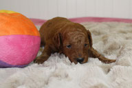 Percy, 3. Woche