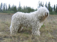 komondor