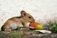 Waldmaus