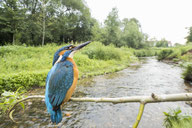 Eisvogel