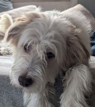 Foto von Nico