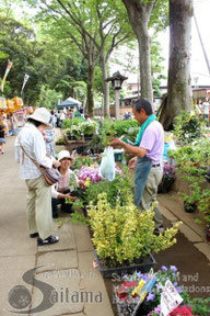 武蔵一宮氷川神社植木草花市