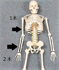 骨格模型で上腕骨と前腕をしめした画像