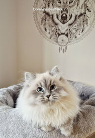 chat sibérien gris