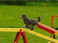 Aktivität Hund Hundephysiotherapie Heike Amthor Leipzig Stötteritz