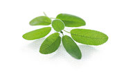 Salvia