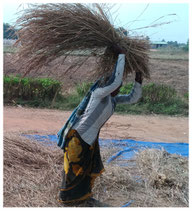 Food Garden - Traditional Paddy