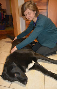 Cranio sacrale für Hunde