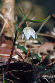 ミノコバイモ - 野山に自然に咲く花のページ ミノコバイモ - 野山に自然に咲く花のページ
