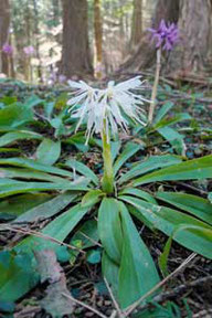 ショウジョウバカマの白花