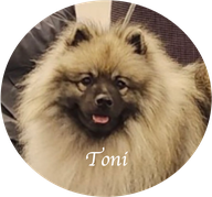 Züchter für Wolfsspitze Keeshond