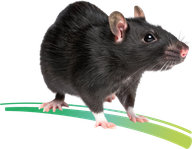 Dératisation des rats