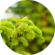Weihnachtsbaum Fulda Hosenfeld Hainzell Völlinger