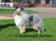 Visit Cluainutaigh Shelties Website