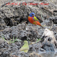 Painted Bunting