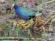 Purple Gallinule