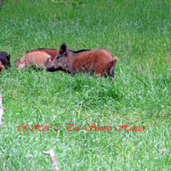 Russian Boar Hogs