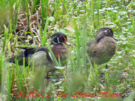 Pair of Wood Ducks