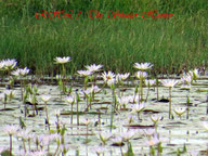 Lotus Lilly"s blooming in the wetlands