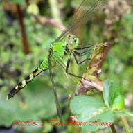 Macro-Photography of Dragonflies