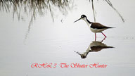 Black-necked Stilt