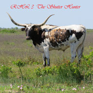 Longhorn by the ranch