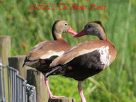 Black-bellied Whistling-Duck