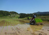 田植えの風景