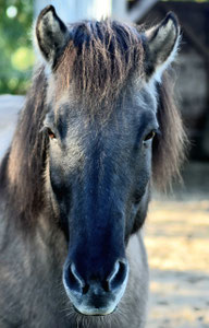 Ein schwarzes Pferd blickt dich an