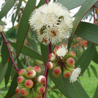 Les Plantes dans tous les sens#eucalyptus#radiata#virus#rhumes#rhinopharyngite#otite#sinusite#angine#bronchites#enfants#asthmatique#