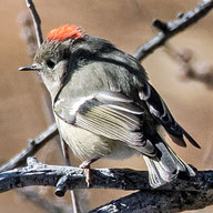 Ruby-crowned kinglet, Corthylio calendula, male showing red crest
