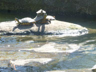 Foto Heidrun Langer - Schildkröten im Westpark München